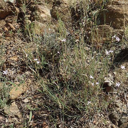 Dianthus pyrenaicus \ Pyrenen-Nelke / Pyrenean Pink, F Pyrenäen/Pyrenees, Molitg-les-Bains 23.7.2018