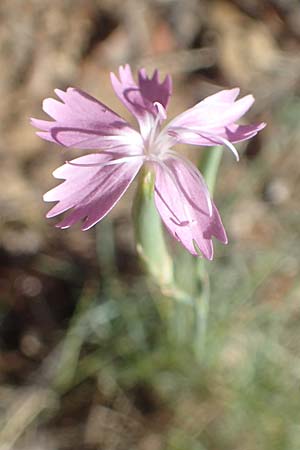 Dianthus pyrenaicus \ Pyrenen-Nelke / Pyrenean Pink, F Pyrenäen/Pyrenees, Molitg-les-Bains 23.7.2018