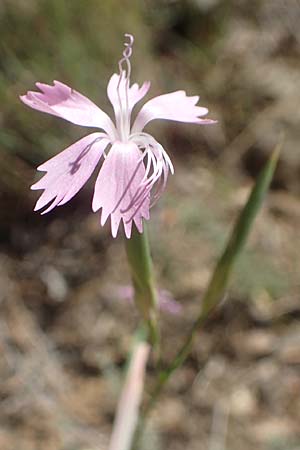 Dianthus pyrenaicus \ Pyrenen-Nelke / Pyrenean Pink, F Pyrenäen/Pyrenees, Molitg-les-Bains 23.7.2018