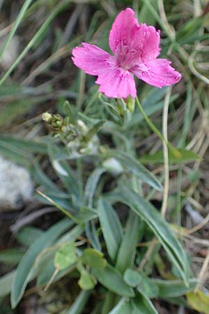 Dianthus deltoides \ Heide-Nelke / Maiden Pink, F Pyrenäen/Pyrenees, Canigou 24.7.2018