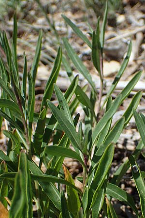 Diplotaxis tenuifolia \ Schmalblttriger Doppelsame, Ruccola, F Lagnes 3.5.2023