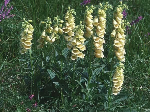 Digitalis grandiflora \ Grobltiger Fingerhut, F Gap, Col de Bayard 30.6.1998