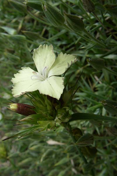 Dianthus knappii \ Schwefel-Nelke, Balkan-Nelke / Yellow Pink, F Vogesen/Vosges, Botan. Gar.  Haut Chitelet 5.8.2008