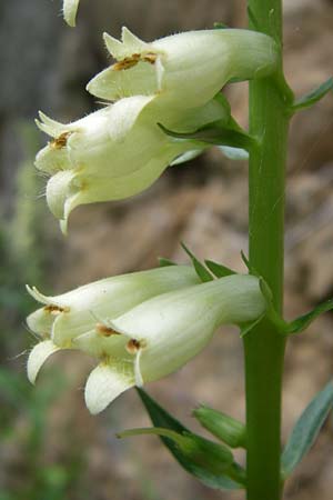 Digitalis lutea \ Gelber Fingerhut, F Pyrenäen, Col de Pailhères 27.6.2008