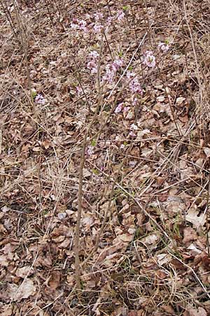 Daphne mezereum \ Seidelbast, F Erstein 16.3.2013