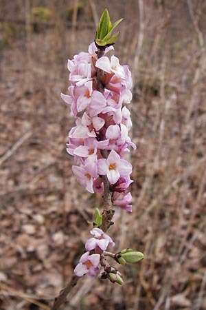 Daphne mezereum \ Seidelbast / Mezereon, F Erstein 16.3.2013