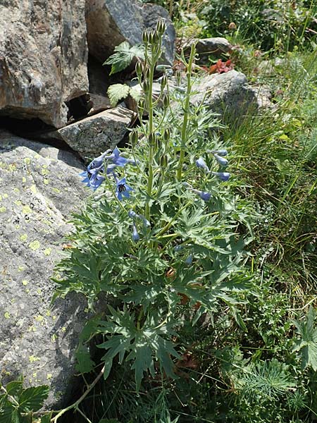 Delphinium montanum \ Berg-Rittersporn / Pyrenean Larkspur, F Pyrenäen/Pyrenees, Eyne 4.8.2018