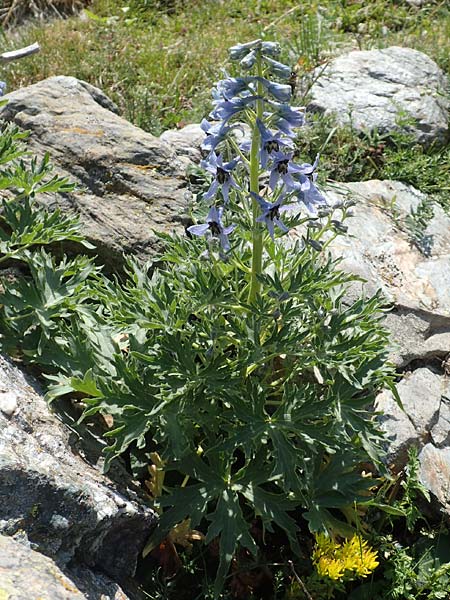 Delphinium montanum \ Berg-Rittersporn / Pyrenean Larkspur, F Pyrenäen/Pyrenees, Eyne 4.8.2018