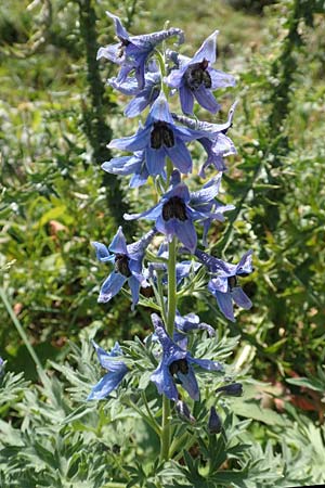 Delphinium montanum \ Berg-Rittersporn / Pyrenean Larkspur, F Pyrenäen/Pyrenees, Eyne 4.8.2018