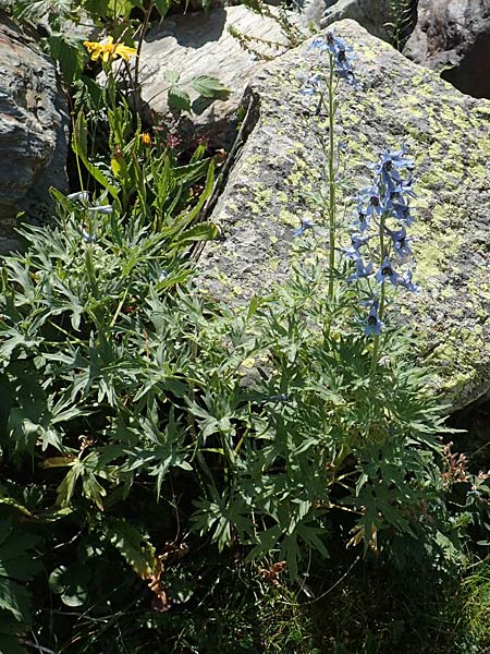 Delphinium montanum \ Berg-Rittersporn / Pyrenean Larkspur, F Pyrenäen/Pyrenees, Eyne 4.8.2018