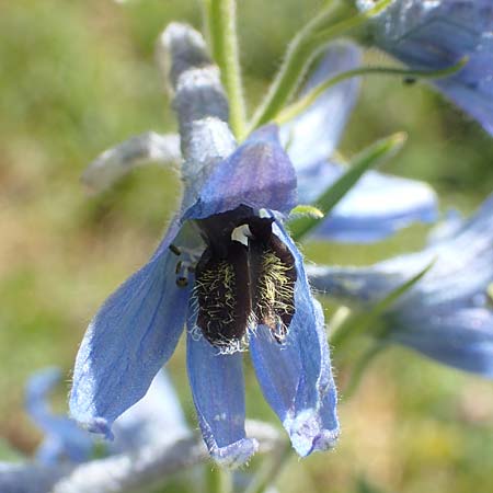 Delphinium montanum \ Berg-Rittersporn / Pyrenean Larkspur, F Pyrenäen/Pyrenees, Eyne 4.8.2018