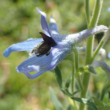 Delphinium montanum \ Berg-Rittersporn / Pyrenean Larkspur, F Pyrenäen/Pyrenees, Eyne 4.8.2018