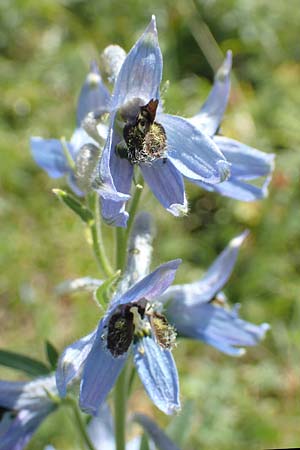 Delphinium montanum \ Berg-Rittersporn / Pyrenean Larkspur, F Pyrenäen/Pyrenees, Eyne 4.8.2018