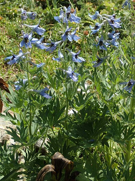 Delphinium montanum \ Berg-Rittersporn / Pyrenean Larkspur, F Pyrenäen/Pyrenees, Eyne 4.8.2018