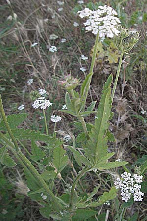 Torilis arvensis \ Acker-Klettenkerbel, F S. Gilles 7.6.2006