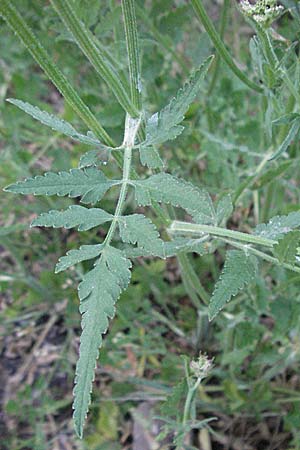 Torilis japonica \ Gewhnlicher Klettenkerbel / Upright Hedge Parsley, F Causse du Larzac 7.6.2006