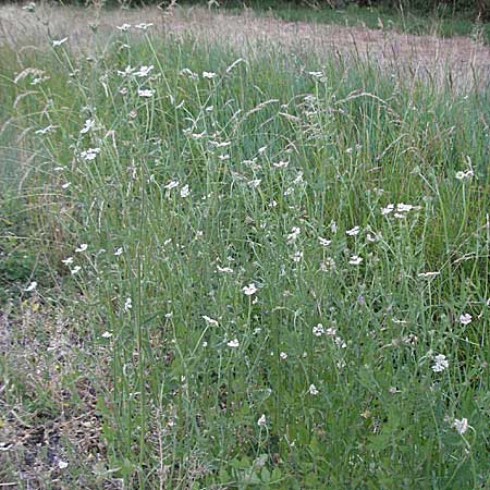 Torilis japonica \ Gewhnlicher Klettenkerbel / Upright Hedge Parsley, F Causse du Larzac 7.6.2006