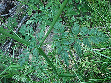 Anthriscus sylvestris \ Wiesen-Kerbel / Cow Parsley, F Allevard 11.6.2006