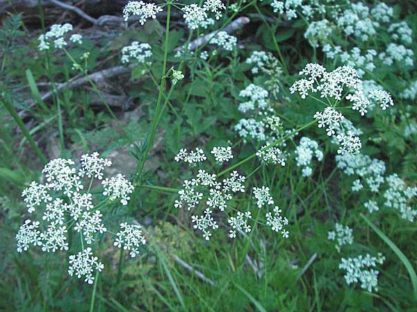 Anthriscus sylvestris \ Wiesen-Kerbel, F Allevard 11.6.2006