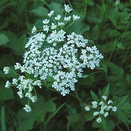 Chaerophyllum hirsutum \ Berg-Klberkropf / Hairy Chervil, F Allevard 11.6.2006