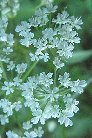 Chaerophyllum hirsutum \ Berg-Klberkropf / Hairy Chervil, F Allevard 11.6.2006