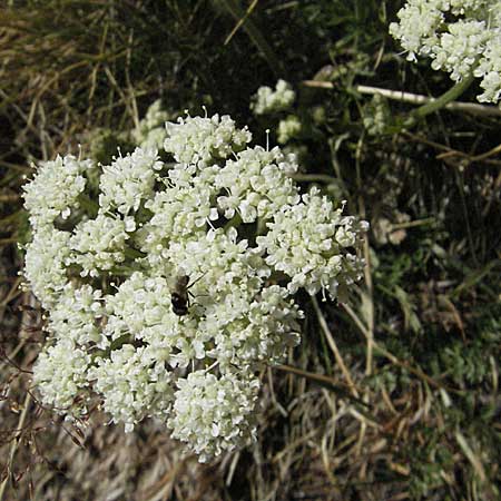 Seseli libanotis / Moon Carrot, F Pyrenees, Eyne 9.8.2006