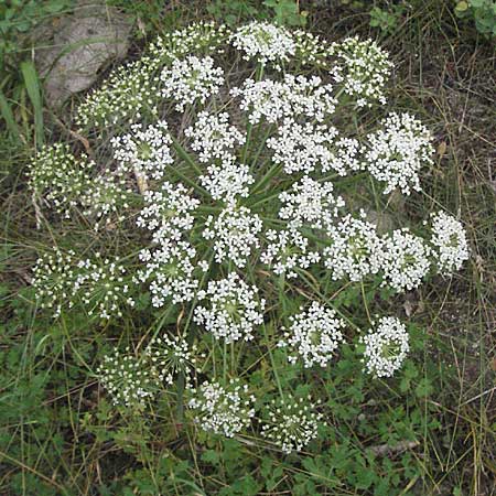 Peucedanum oreoselinum \ Berg-Haarstrang, F Pyrenäen, Prades 12.8.2006