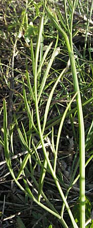 Oenanthe pimpinelloides \ Bibernell-Rebendolde, Südliche Erdkastanie / Corky-Fruited Water Dropwort, F Maures, Bois de Rouquan 12.5.2007