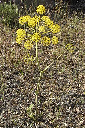 Thapsia villosa \ Behaarte Purgierdolde / Thapsia, F Maures, Bois de Rouquan 12.5.2007