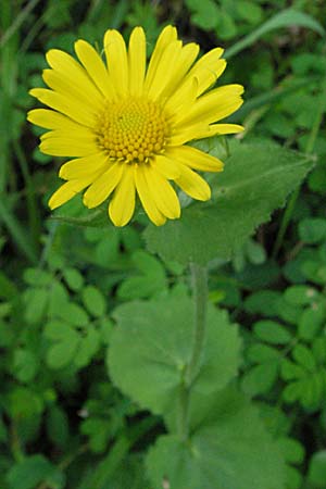 Doronicum pardalianches \ Kriechende Gmswurz, F Corbières, Talairan 13.5.2007