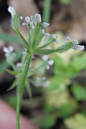 Torilis japonica \ Gewhnlicher Klettenkerbel / Upright Hedge Parsley, F Pyrenäen/Pyrenees, Olette 14.5.2007