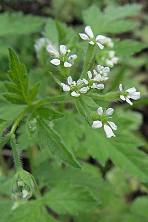 Torilis japonica \ Gewhnlicher Klettenkerbel / Upright Hedge Parsley, F Pyrenäen/Pyrenees, Olette 14.5.2007