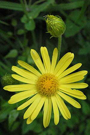 Doronicum pardalianches \ Kriechende Gmswurz, F Causse du Larzac 16.5.2007