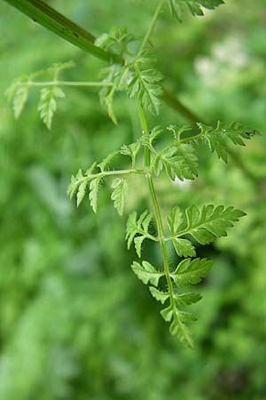 Anthriscus cerefolium \ Garten-Kerbel / Chervil, F Elsass/Alsace, Murbach 3.8.2008