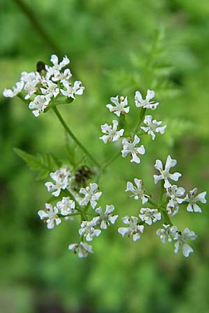 Anthriscus cerefolium \ Garten-Kerbel / Chervil, F Elsass/Alsace, Murbach 3.8.2008