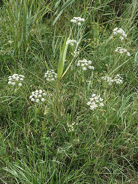 Peucedanum carvifolia \ Kmmel-Haarstrang, F Sturzelbronn 27.7.2017