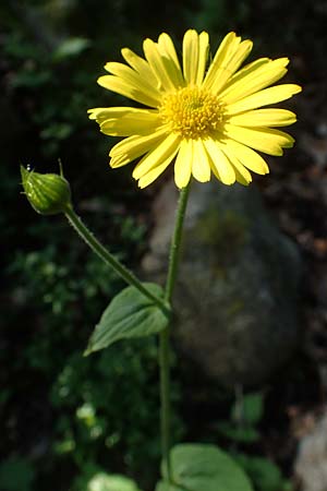 Doronicum pardalianches / Great False Leopard's-Bane, F Pyrenees, Canigou 24.7.2018