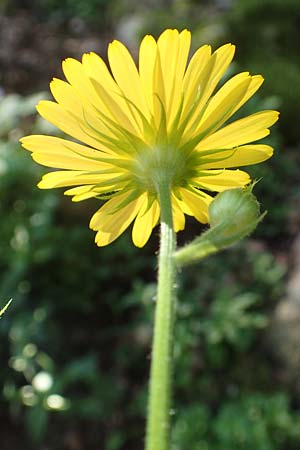 Doronicum pardalianches \ Kriechende Gmswurz / Great False Leopard's-Bane, F Pyrenäen/Pyrenees, Canigou 24.7.2018