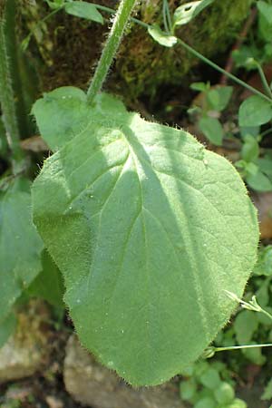 Doronicum pardalianches \ Kriechende Gmswurz, F Pyrenäen, Canigou 24.7.2018