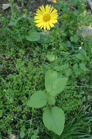 Doronicum pardalianches \ Kriechende Gmswurz / Great False Leopard's-Bane, F Pyrenäen/Pyrenees, Canigou 24.7.2018