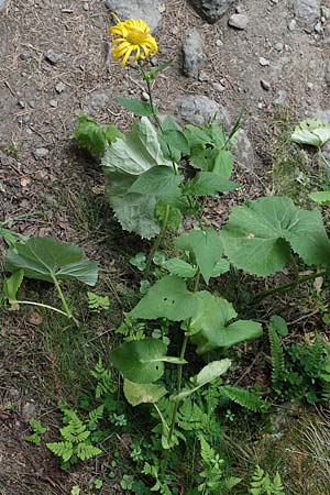 Doronicum pardalianches \ Kriechende Gmswurz, F Pyrenäen, Canigou 24.7.2018