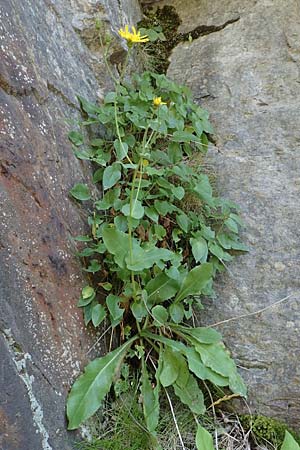 Doronicum pardalianches \ Kriechende Gmswurz / Great False Leopard's-Bane, F Pyrenäen/Pyrenees, Segre - Schlucht / Gorge 2.8.2018