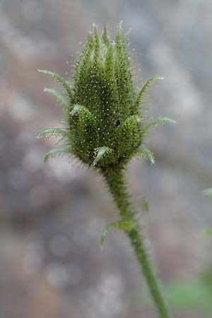 Doronicum pardalianches \ Kriechende Gmswurz, F Pyrenäen, Segre - Schlucht 2.8.2018