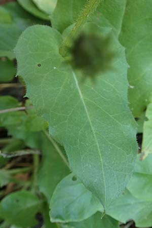 Doronicum pardalianches \ Kriechende Gmswurz, F Pyrenäen, Segre - Schlucht 2.8.2018