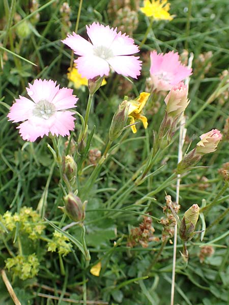 Dianthus pavonius \ Pfauen-Nelke / Peacock-Eye Pink, F Col de la Bonette 8.7.2016