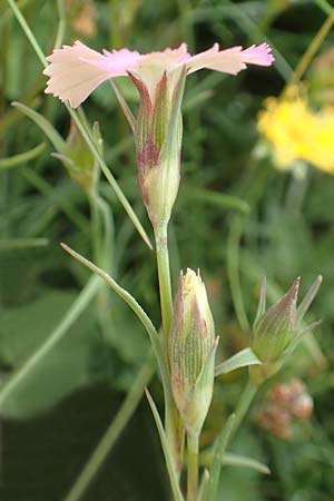 Dianthus pavonius \ Pfauen-Nelke, F Col de la Bonette 8.7.2016