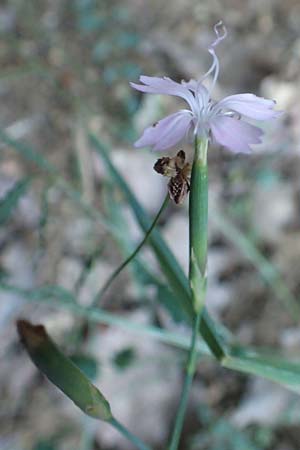 Dianthus pyrenaicus \ Pyrenen-Nelke / Pyrenean Pink, F Pyrenäen/Pyrenees, Ansignan 23.7.2018