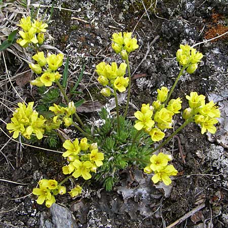 Draba aizoides / Yellow Whitlowgrass, F Col Agnel 22.6.2008