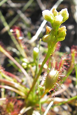 Drosera intermedia \ Mittlerer Sonnentau, F Bitche 28.7.2009