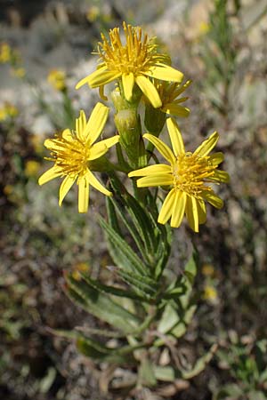 Dittrichia viscosa \ Klebriger Alant / Woody Fleabane, False Yellowhead, F La Turbie 7.10.2021